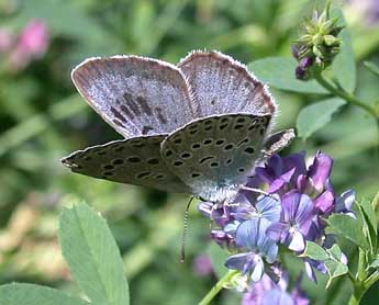 Phengaris arion L. adulte - ©Philippe Mothiron