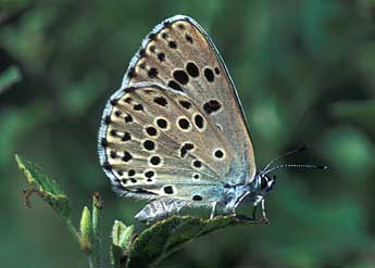 Phengaris arion L. adulte - Tristan Lafranchis