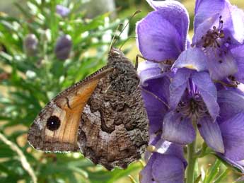 Hipparchia aristaeus Bonelli adulte - Jrmy Lebrun