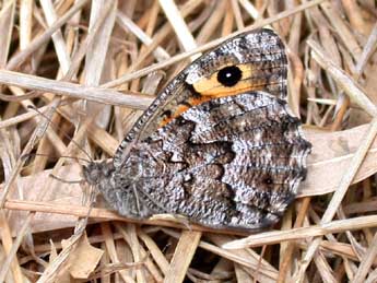 Hipparchia aristaeus Bonelli adulte - Philippe Mothiron