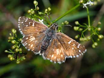 Pyrgus armoricanus Obth. adulte - ©Franois Spill