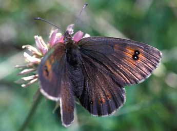 Erebia arvernensis Obth. adulte - Tristan Lafranchis