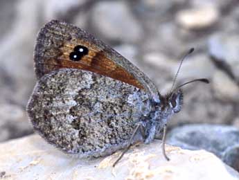 Erebia arvernensis Obth. adulte - ©Tristan Lafranchis