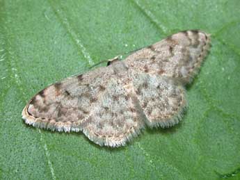 Scopula asellaria H.-S. adulte - Philippe Mothiron