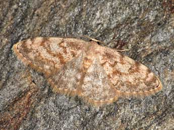 Scopula asellaria H.-S. adulte - Daniel Morel