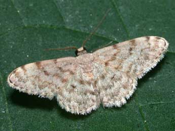 Scopula asellaria H.-S. adulte - Philippe Mothiron