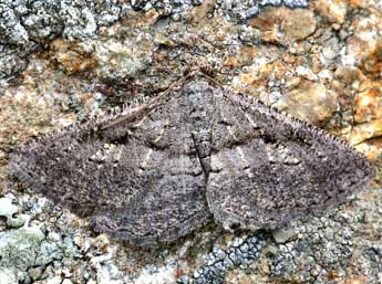 Rhoptria asperaria Hb. adulte - Daniel Morel