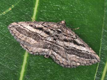 Rhoptria asperaria Hb. adulte - Philippe Mothiron