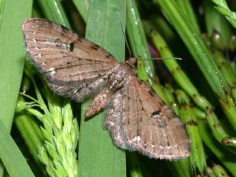 Eupithecia assimilata Dbld. adulte - ©Philippe Mothiron