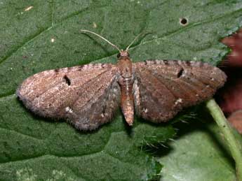 Eupithecia assimilata Dbld. adulte - ©Philippe Mothiron