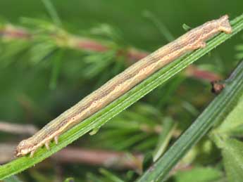  Chenille de Ematurga atomaria L. - Philippe Mothiron