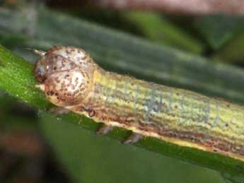  Chenille de Ematurga atomaria L. - Philippe Mothiron