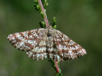 Ematurga atomaria L. adulte - ©Philippe Mothiron