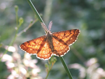 Ematurga atomaria L. adulte - Philippe Mothiron