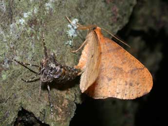 Phigaliohybernia aurantiaria Hb. adulte - Philippe Mothiron