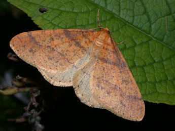 Phigaliohybernia aurantiaria Hb. adulte - Philippe Mothiron