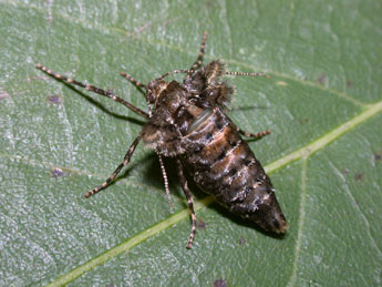 Phigaliohybernia aurantiaria Hb. adulte - Philippe Mothiron