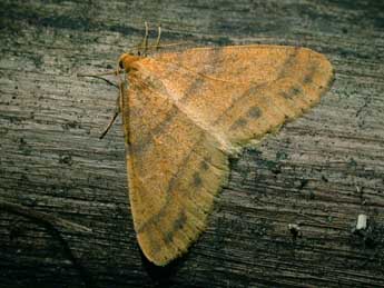 Phigaliohybernia aurantiaria Hb. adulte - ©Philippe Mothiron