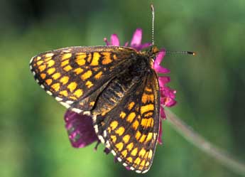 Melitaea aurelia Nick. adulte - Tristan Lafranchis