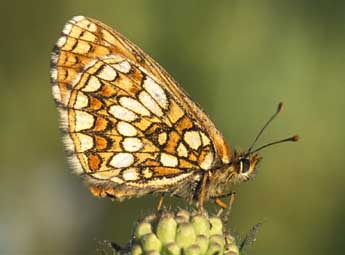 Melitaea aurelia Nick. adulte - ©Tristan Lafranchis