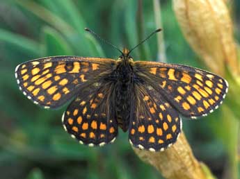 Melitaea aurelia Nick. adulte - ©Tristan Lafranchis