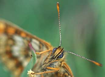 Melitaea aurelia Nick. adulte - ©Tristan Lafranchis