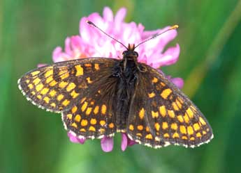 Melitaea aurelia Nick. adulte - Tristan Lafranchis