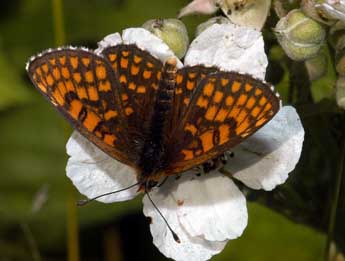 Melitaea aurelia Nick. adulte - ©Franois Spill