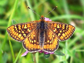 Euphydryas aurinia Rott. adulte - Catherine Wellings