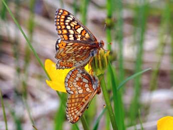 Euphydryas aurinia Rott. adulte - Jean-Franois Maradan