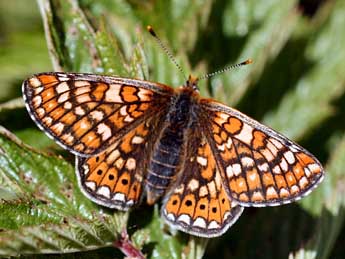 Euphydryas aurinia Rott. adulte - ©Daniel Morel