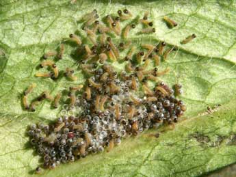  Chenille de Euphydryas aurinia Rott. - ©Serge Wambeke