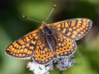 Euphydryas aurinia Rott. adulte - ©Daniel Morel