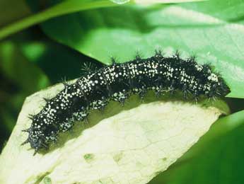  Chenille de Euphydryas aurinia Rott. - ©Philippe Mothiron