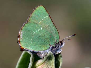 Callophrys avis Chap. adulte - ©Daniel Morel