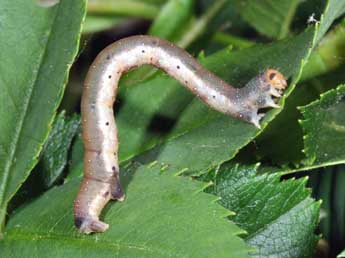  Chenille de Earophila badiata D. & S. - Philippe Mothiron