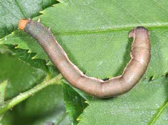  Chenille de Earophila badiata D. & S. - ©Philippe Mothiron