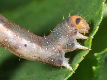  Chenille de Earophila badiata D. & S. - ©Philippe Mothiron