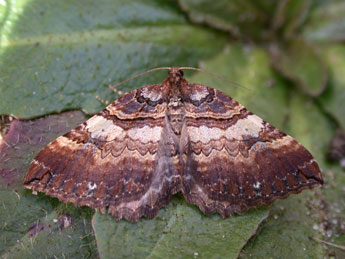 Earophila badiata D. & S. adulte - Philippe Mothiron