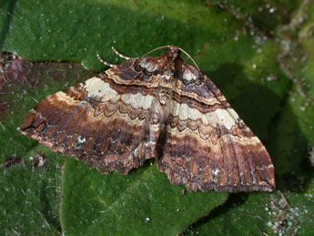 Earophila badiata D. & S. adulte - ©Philippe Mothiron