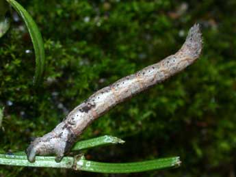  Chenille de Catarhoe basochesiata Dup. - Philippe Mothiron