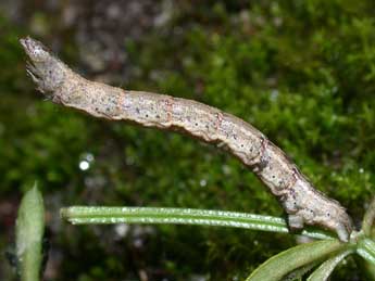  Chenille de Catarhoe basochesiata Dup. - ©Philippe Mothiron