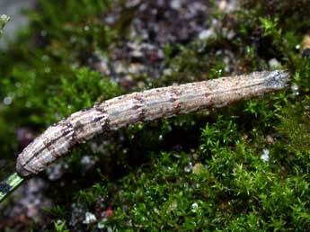  Chenille de Catarhoe basochesiata Dup. - ©Philippe Mothiron