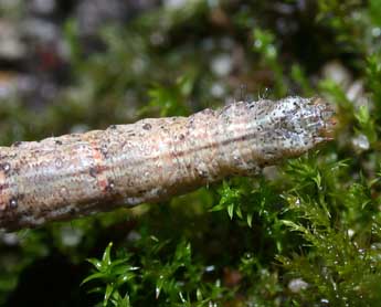  Chenille de Catarhoe basochesiata Dup. - Philippe Mothiron