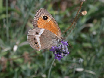 Pyronia bathseba F. adulte - Philippe Mothiron