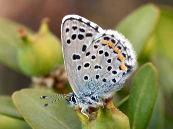 Pseudophilotes baton Brgstr. adulte - ©Daniel Morel