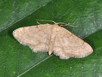 Idaea belemiata Mill. adulte - Philippe Mothiron