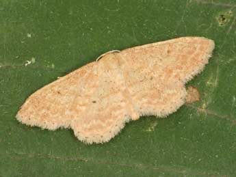 Idaea belemiata Mill. adulte - ©Daniel Morel