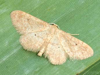 Idaea belemiata Mill. adulte - ©Daniel Morel