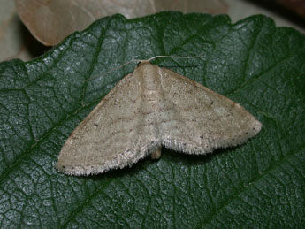 Idaea belemiata Mill. adulte - ©Philippe Mothiron